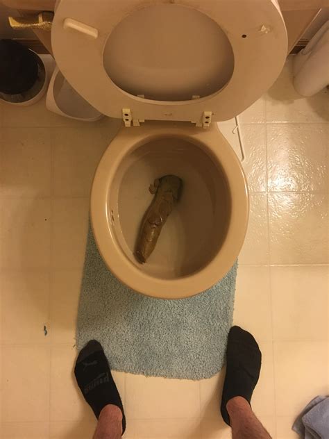 her fresh huge turd then inserts it in pussy